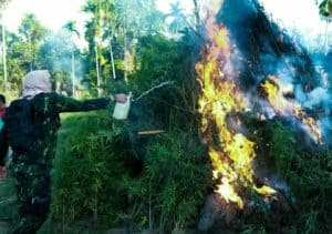 KEPALA BNN RI PIMPIN PEMUSNAHAN LAHAN GANJA DI ACEH UTARA KEPALA BNN RI PIMPIN PEMUSNAHAN LAHAN GANJA DI ACEH UTARA