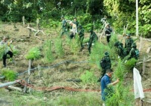KEPALA BNN RI PIMPIN PEMUSNAHAN LAHAN GANJA DI ACEH UTARA KEPALA BNN RI PIMPIN PEMUSNAHAN LAHAN GANJA DI ACEH UTARA