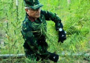 KEPALA BNN RI PIMPIN PEMUSNAHAN LAHAN GANJA DI ACEH UTARA KEPALA BNN RI PIMPIN PEMUSNAHAN LAHAN GANJA DI ACEH UTARA